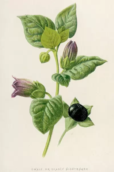 Plants  /  Atropa Belladonna
