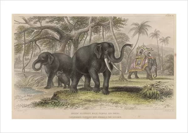 Elephants  /  Howdah 19C