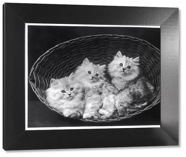 Three Chinchilla Kittens