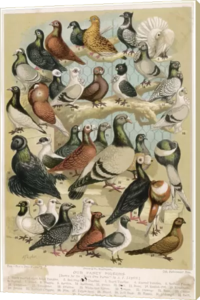 Fancy Pigeon Breeds