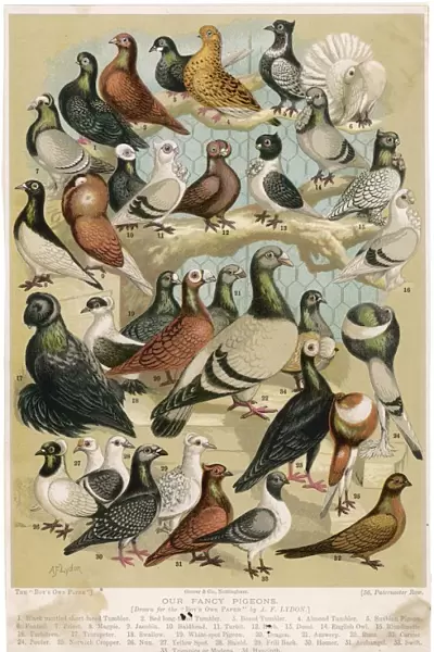Fancy Pigeon Breeds