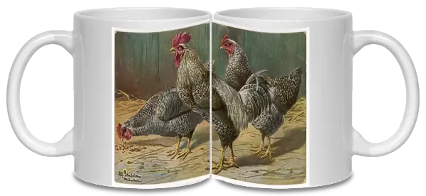 Cock and Hens