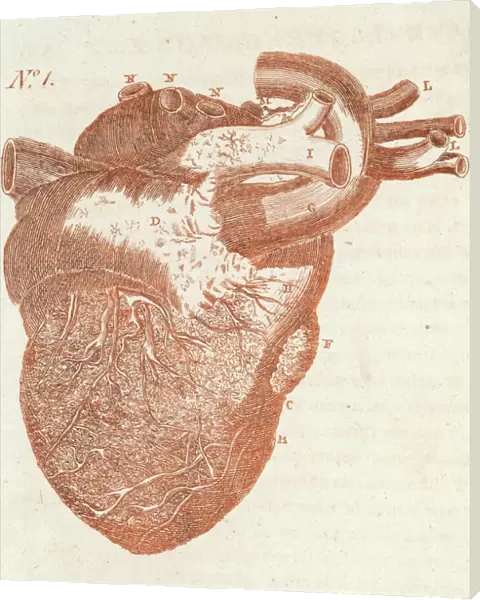 Anatomy  /  Heart  /  Sibly