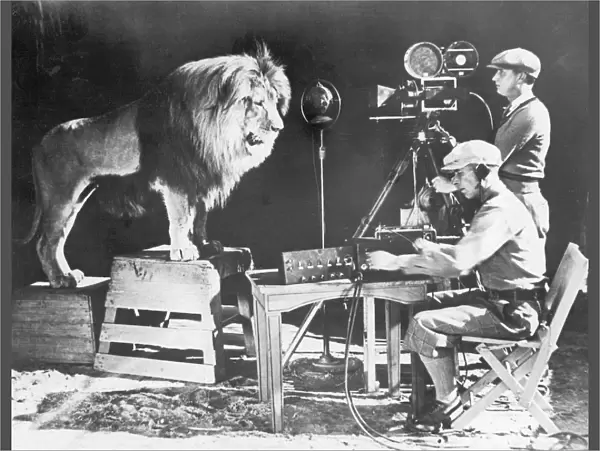MGM LION. Recording Leo the Lions famous roar for MGM (Metro Goldwyn Mayer) Studios