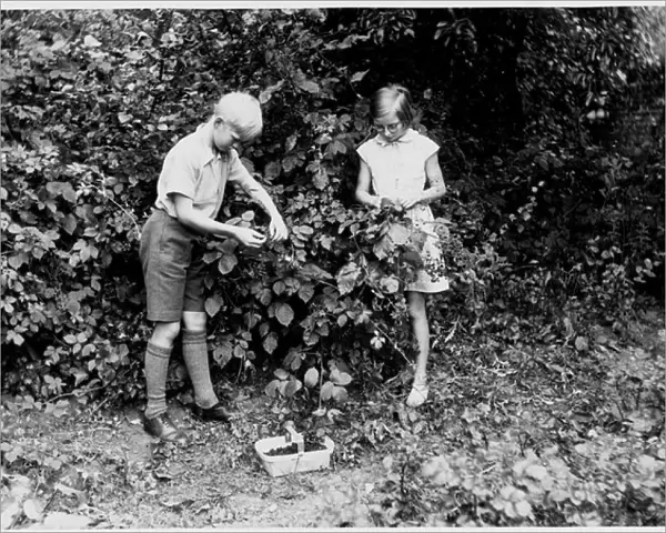 Boy  /  Girl Pick Fruit 1950