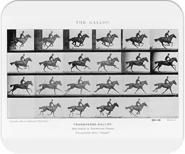 Muybridge - Horse Gallop