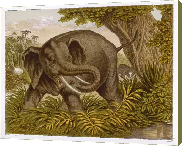 Elephant (Kronheim)