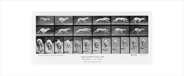 Muybridge - Dog Gallop 1
