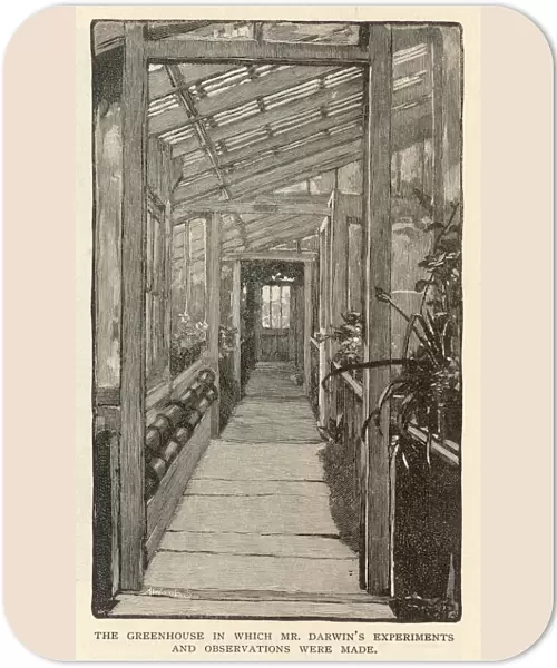 Darwin  /  Greenhouse  /  1882