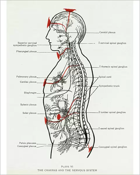 Chakras and Nervous System
