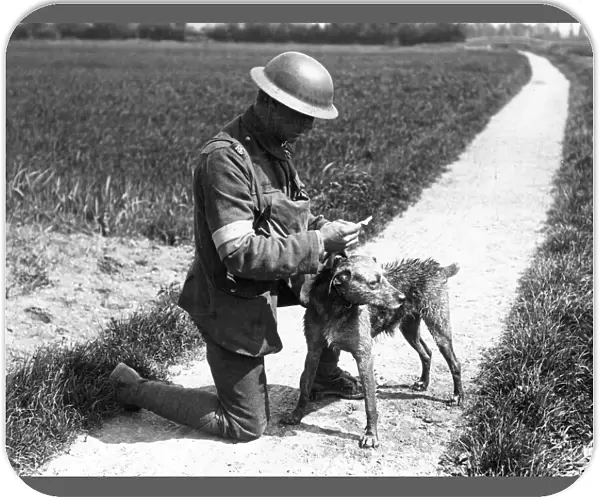 Royal Engineer with messenger dog, France, WW1