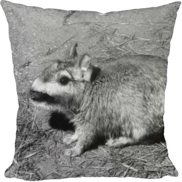 VISCACHA. The Plains Viscacha, a rodent of the Chincilla family. Date: 1960s