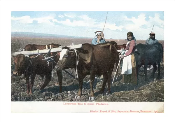 Israel - Labourers in the Jezreel Valley