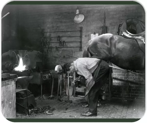 Blacksmith shoeing a Metropolitan Police horse