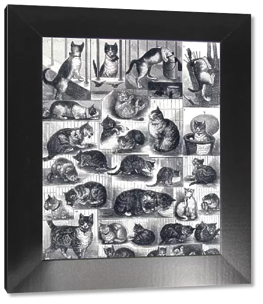 Our Cats: a domestic history by Louis Wain