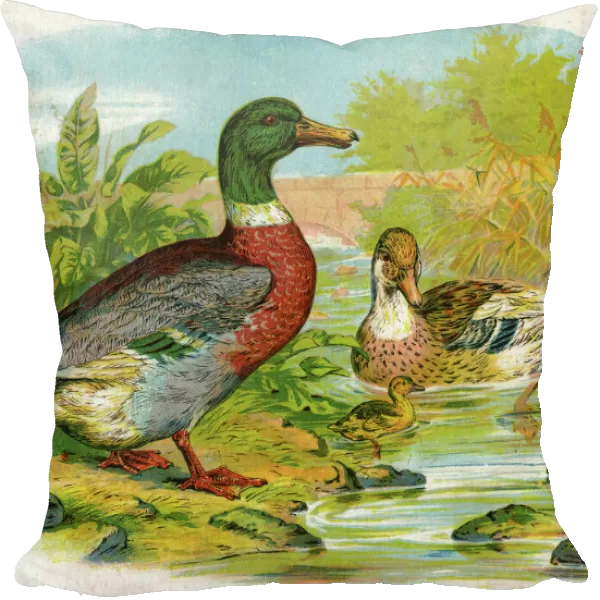 Mallard ducks and ducklings