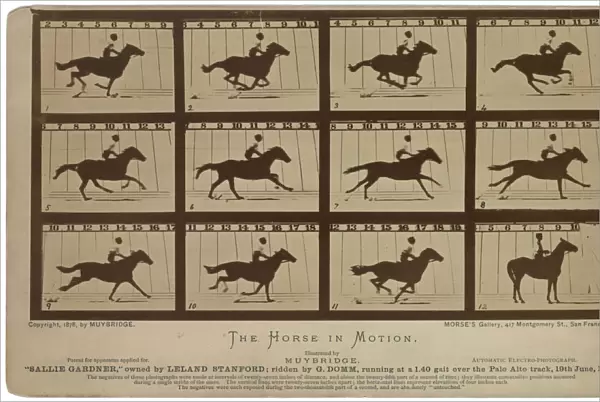 The Horse in motion. Sallie Gardner, owned by Leland Stanfor