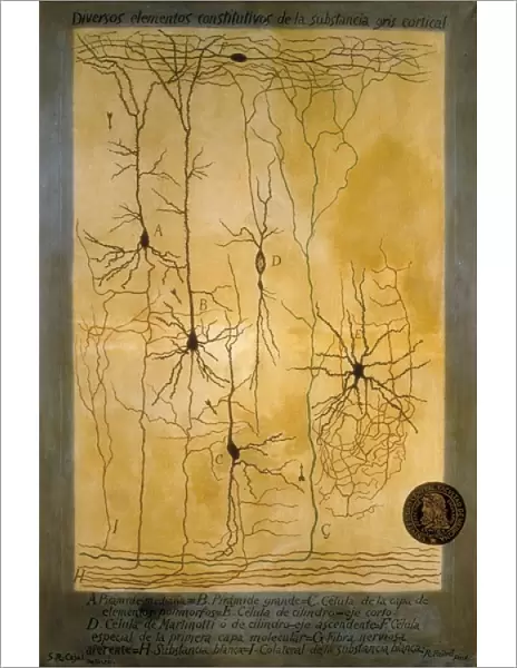 Cortical grey matter schema by Santiago Ramon Y Cajal