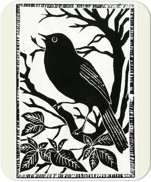 A blackbird sings whilst perched on a branch