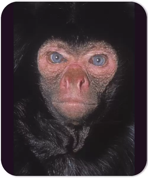 Ateles paniscus, black spider monkey