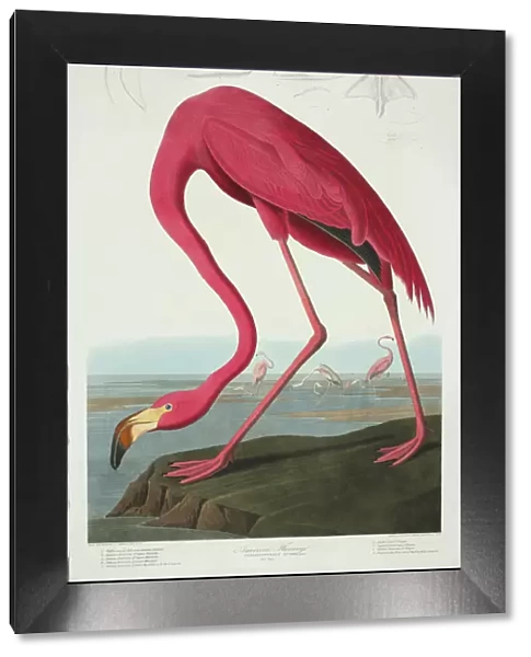 Phoenicopterus ruber, greater flamingo