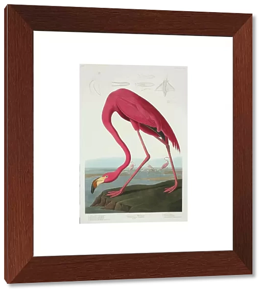 Phoenicopterus ruber, greater flamingo