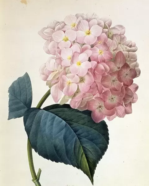 Hydrangea hortensis, French hydrangea