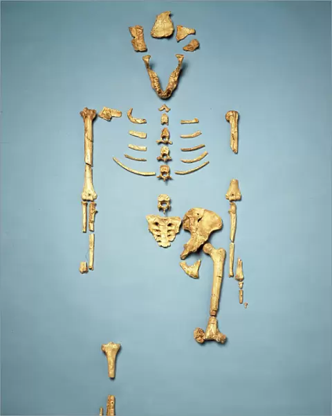 Australopithecus afarensis (AL 288-1) (Lucy)