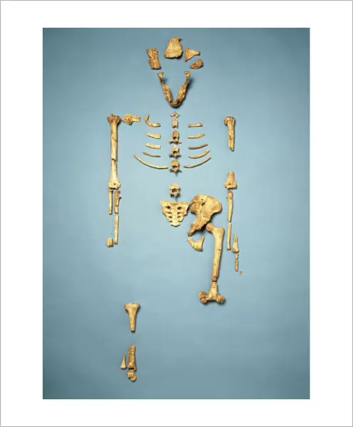 Australopithecus afarensis (AL 288-1) (Lucy)