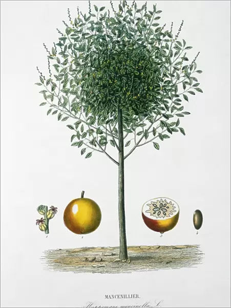 Mancenillier tree