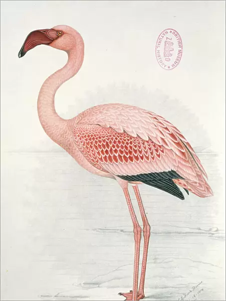 Phoeniconaias minor, lesser flamingo