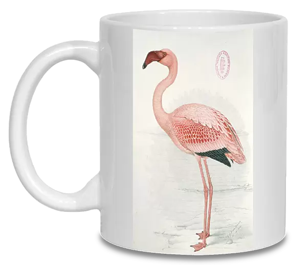Phoeniconaias minor, lesser flamingo