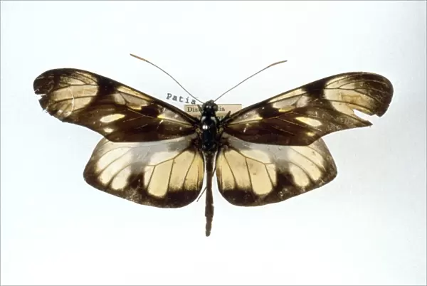 Methona themisto, bates butterfly