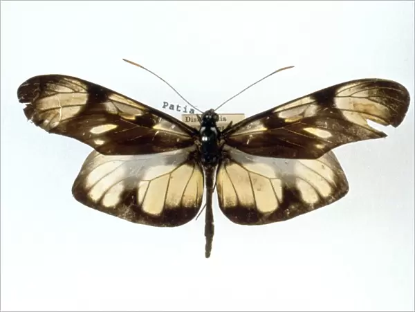 Methona themisto, bates butterfly