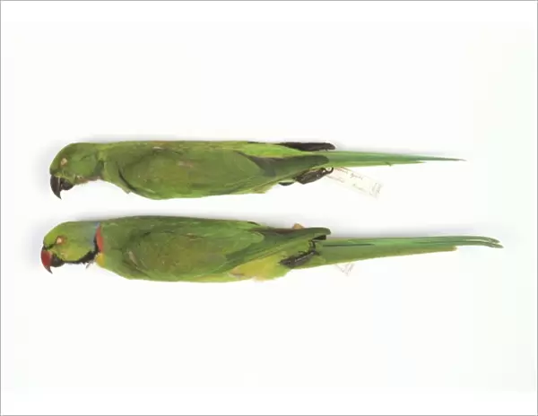 Psittacula eques, echo parakeet