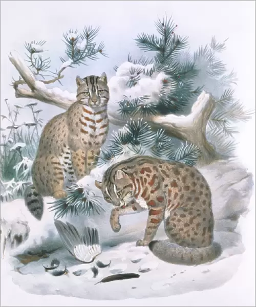 Prionailurus euptilura, Amur leopard cat