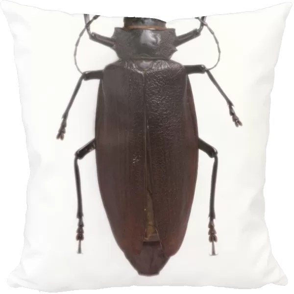 Titanus giganteus L. South American longhorn beetle