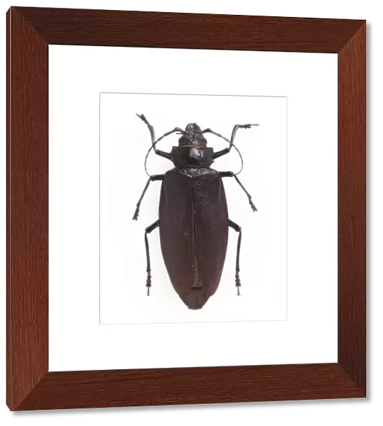 Titanus giganteus L. South American longhorn beetle