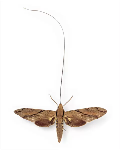 Xanthopan morganii praedicta, sphinx moth