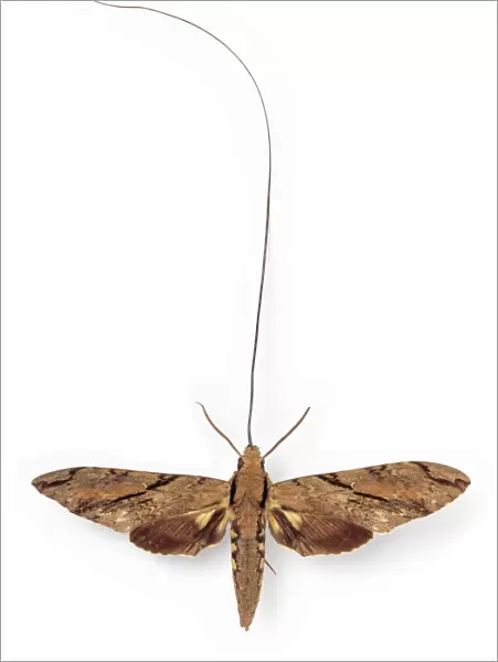 Xanthopan morganii praedicta, sphinx moth
