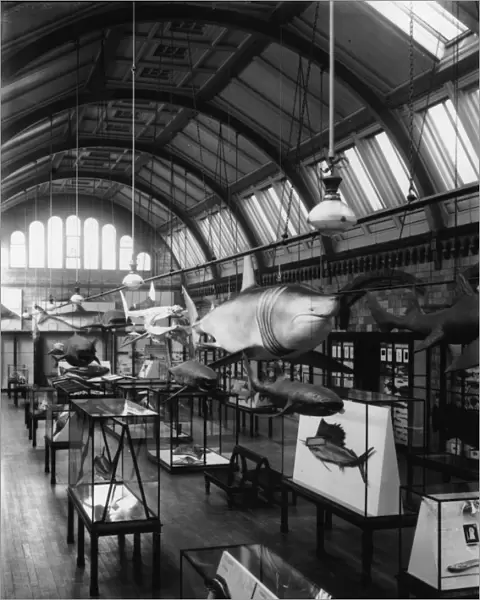 Fish Gallery, 1935, the Natural History Museum