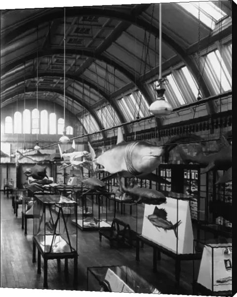 Fish Gallery, 1935, the Natural History Museum