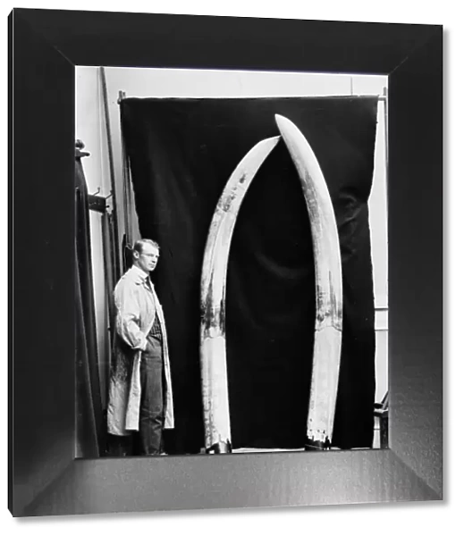 Augustus H. Bishop with elephant tusks, May 1912