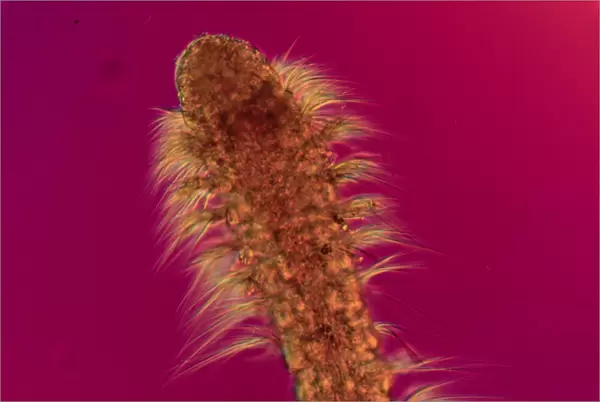 Polychaete worm