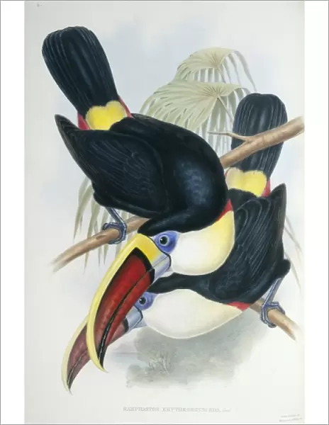 Ramphastos vitillenus, channel-billed toucan
