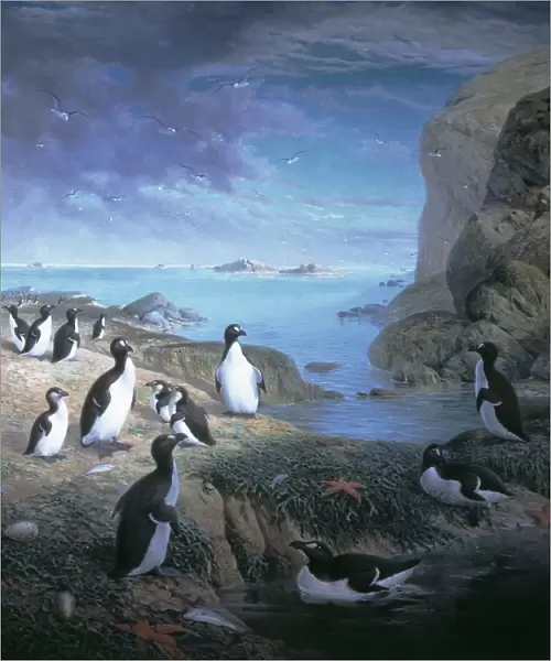 Pinguinus impennis, great auk