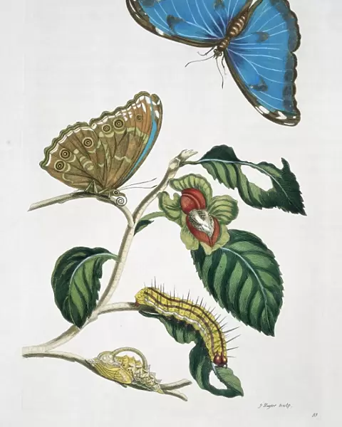Morpho menelaus, blue morpho butterfly