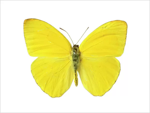 Phoebis sennae, cloudless sulphur butterfly