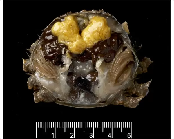 Dissected female Eriocheir sinensis, Chinese mitten crab