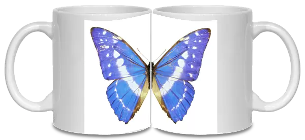 Morpho cypris, blue morpho butterfly